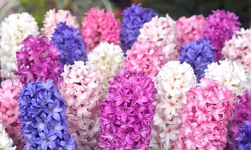 Bloeiende hyacinten in roze, blauw, paars en wit